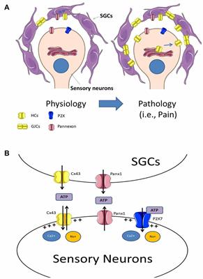 Connexin43 Hemichannels in Satellite Glial Cells, Can They Influence Sensory Neuron Activity?